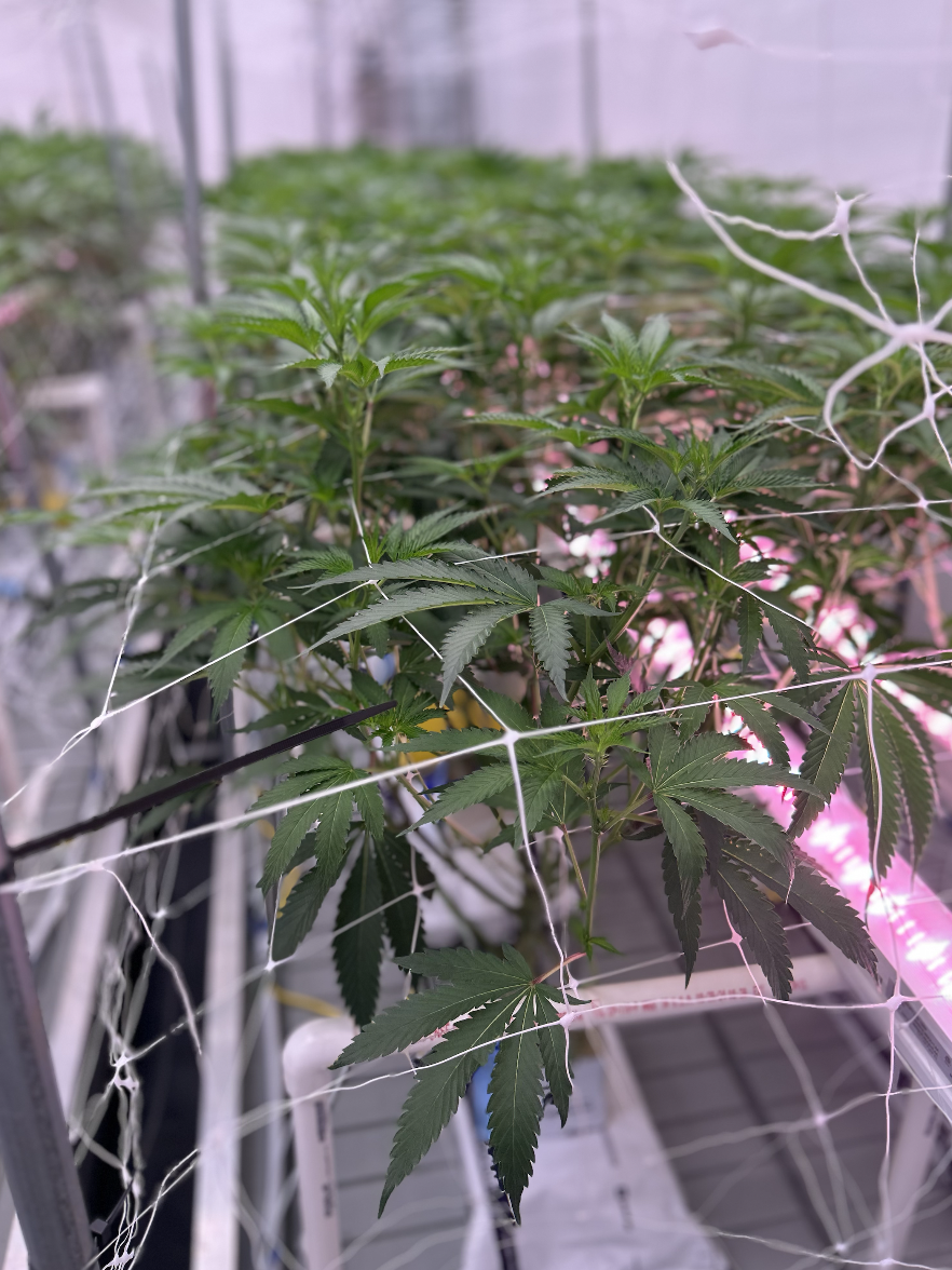 Flowering Buds