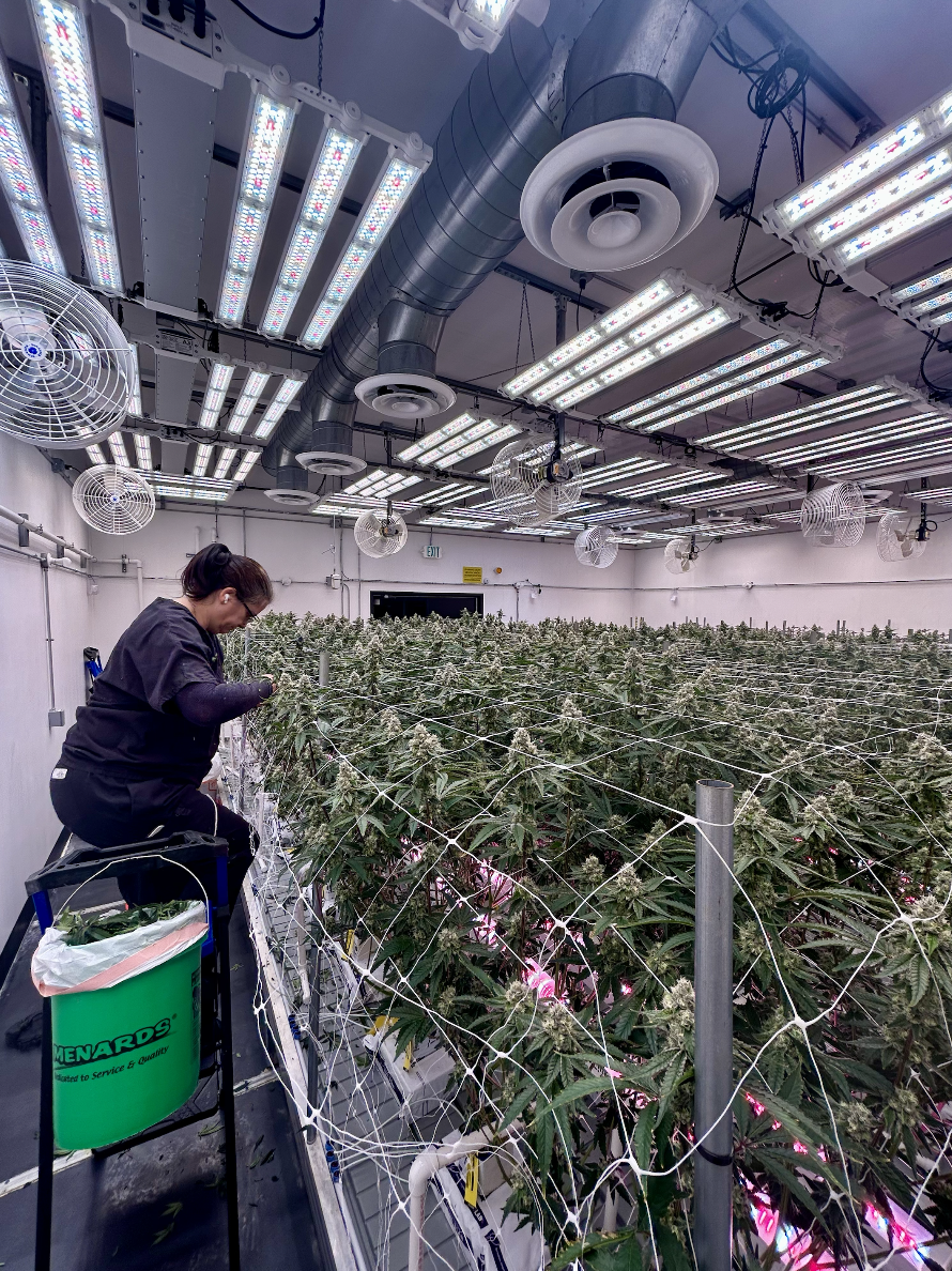 Hand Trimming